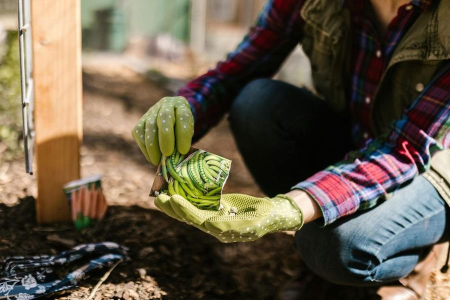 Hands holding a packet of pea seeds over garden soil